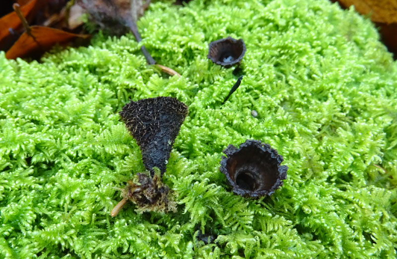 Cyathus striatus - Nidulariaceae